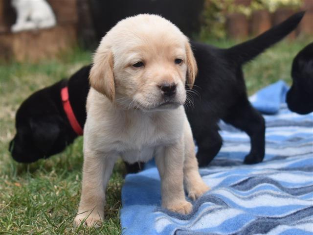 $500 : pure top quality Lab pups image 2