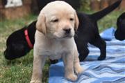 $500 : pure top quality Lab pups thumbnail