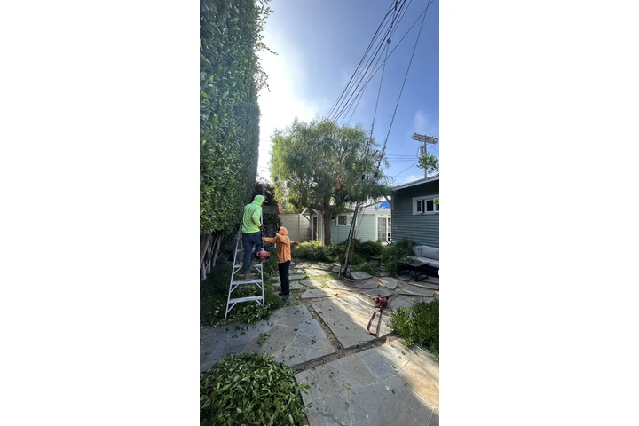 Need Brush Clearance/ gardener image 5