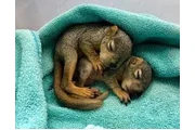$300 : ardillas y monos en adopción thumbnail