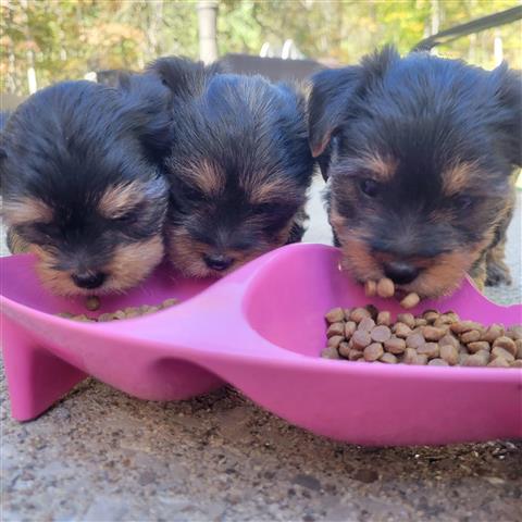 $450 : Amazing yorkie puppies image 6