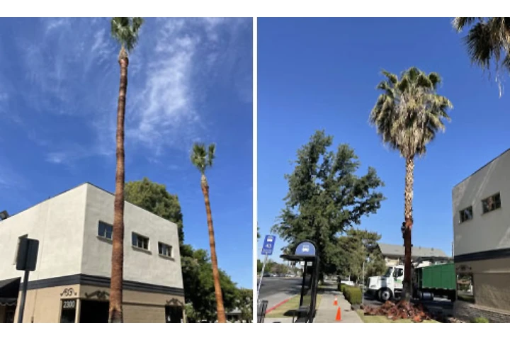 Professional Tree Services! 🌳 image 1