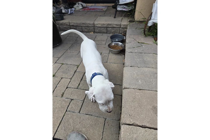 $1200 : DOGO ARGENTINO image 3