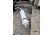 $1200 : DOGO ARGENTINO thumbnail