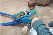 Blue and Gold Macaw parrots fo en Modesto