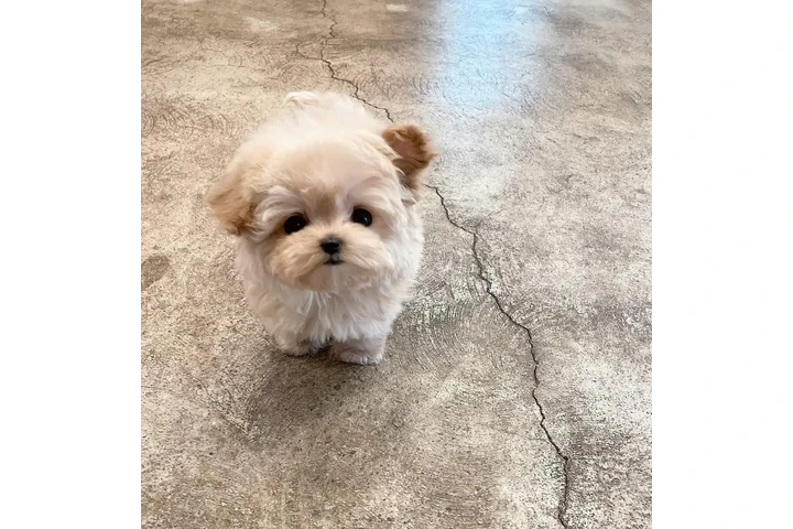 $350 : Cachorros Maltipoo a la venta image 2