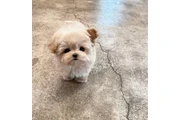 $350 : Cachorros Maltipoo a la venta thumbnail