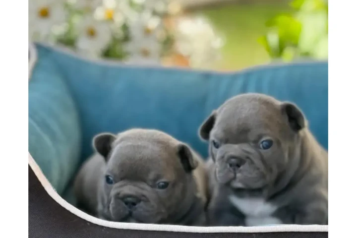 $350 : Cachorros Bulldog Francés image 1