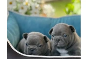 Cachorros Bulldog Francés en New York