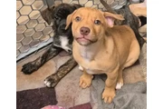 $1999 : Mastiff Australian Sheppards thumbnail