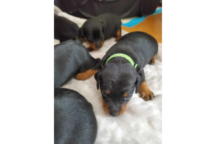 $1950 : Miniature Pinscher (min.pin) image 5