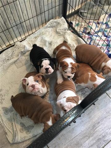 $600 : adorable bulldog ingles image 1