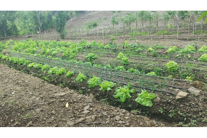 $299444 : Salitral Costa Rica Land Sale image 9