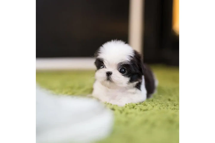 $350 : Shih Tzu taza de té image 5