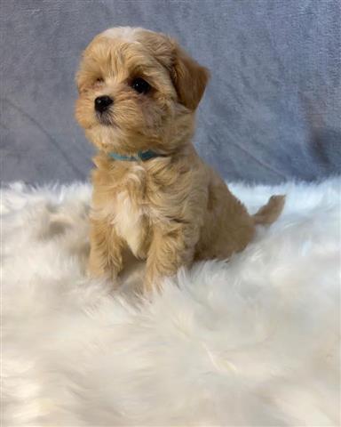 $400 : Maltipoo Puppies image 3