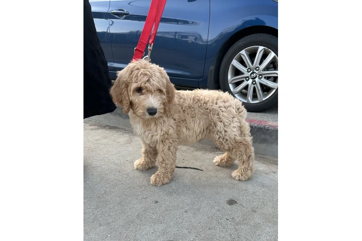 $1300 : Goldendoodle image 3