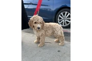 $1300 : Goldendoodle thumbnail