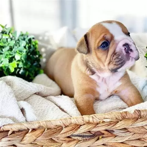 $800 : English bulldog image 6