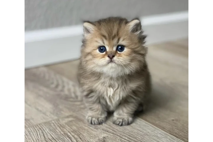 $250 : Persian Babies Ready image 1