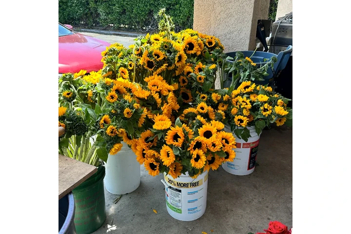 Florería y Arreglos Florales image 9