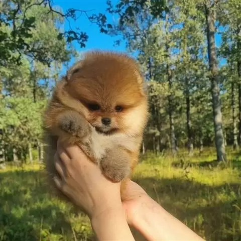 $400 : Pomerania en venta image 4