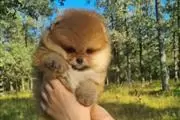 $400 : Pomerania en venta thumbnail