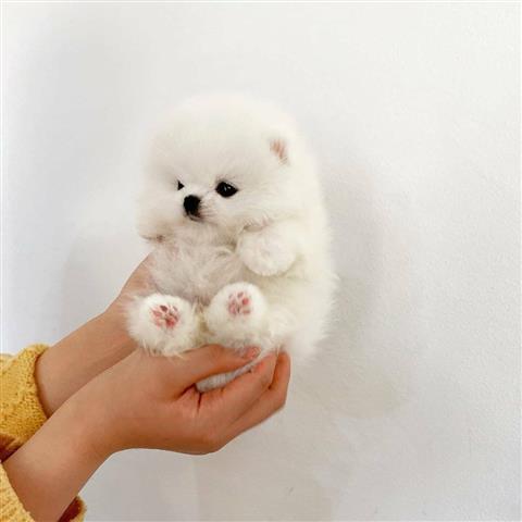 $350 : Cachorros Pomerania en venta image 5