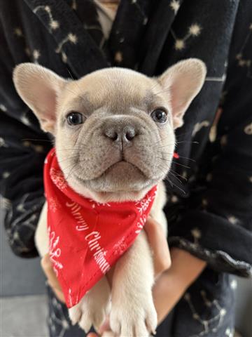 $450 : Two French bulldog Available image 2