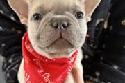 $450 : Two French bulldog Available thumbnail