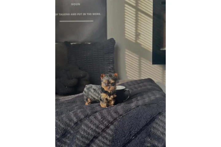 $400 : Rescue Yorkie for sale. image 4