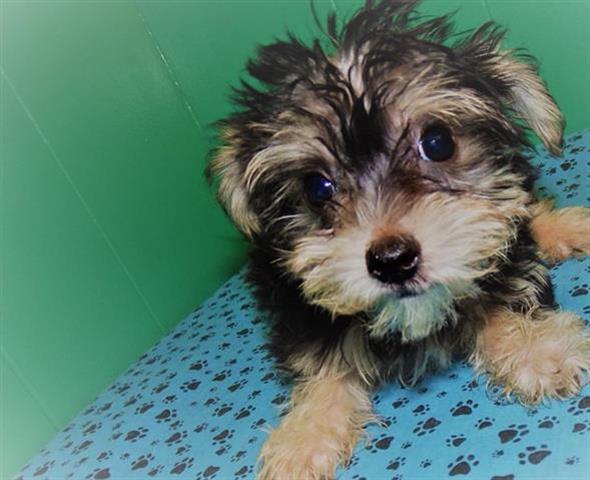 $680 : Baby tcup yorkie 3157912128 image 1