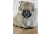 Teacup Pomeranians available en Los Angeles