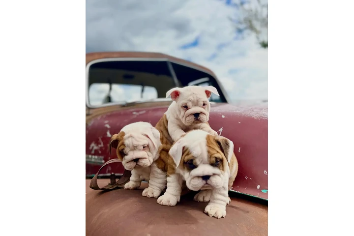 $400 : Cute English Bulldog Puppies image 3