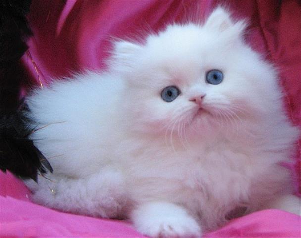 $520 : Snow White Persian cat image 2