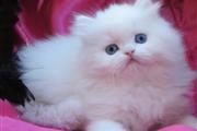 $520 : Snow White Persian cat thumbnail
