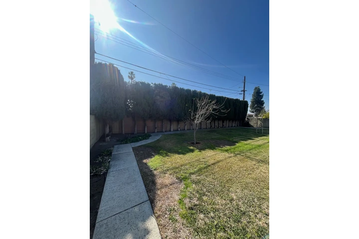 🌳 Tree Service Today! image 5