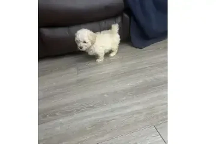 $350 : Cachorros shihtzu maltes image 2