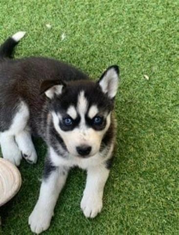 $400 : Siberian Husky Puppies image 4
