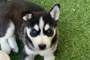 $400 : Siberian Husky Puppies thumbnail