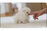 $200 : Pomeranian puppy thumbnail