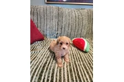 $480 : Perritos Adorables thumbnail
