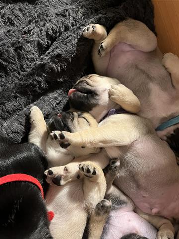 $300 : Pug puppies for sale image 2