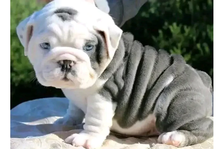 $500 : Lindos Bulldogs AKC en adopció image 2