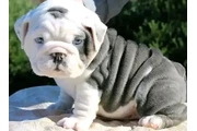 $500 : Lindos Bulldogs AKC en adopció thumbnail