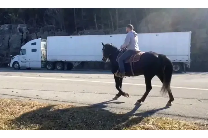 $1700 : Black horse for sale near you image 5