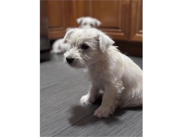 $5000 : Westie - West Highland puppies image 8