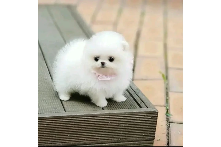 $300 : Pomeranian puppies image 2