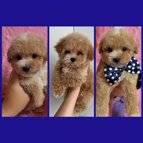 $550 : Maltipoo puppies image 1