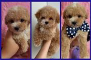 Maltipoo puppies