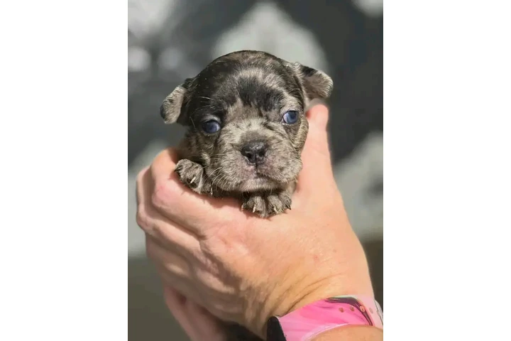$250 : Adopción de cachorros de bulld image 6